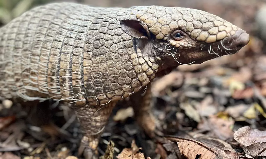 Embark on a Wild Adventure at Up to 58% Off at Exotic Zoo!