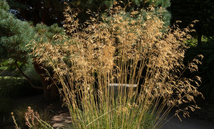 Image 1: Six or Nine Golden Oats Stipa Gigantea Grass Plants