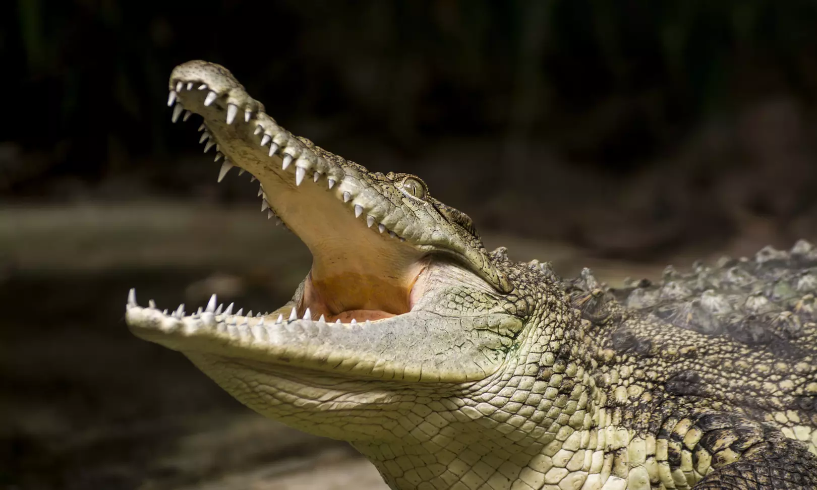 Tickets for One or Two, or Two Kids and Two Adults to Indian River Reptile Zoo (up to 44% Off) - Primary Image