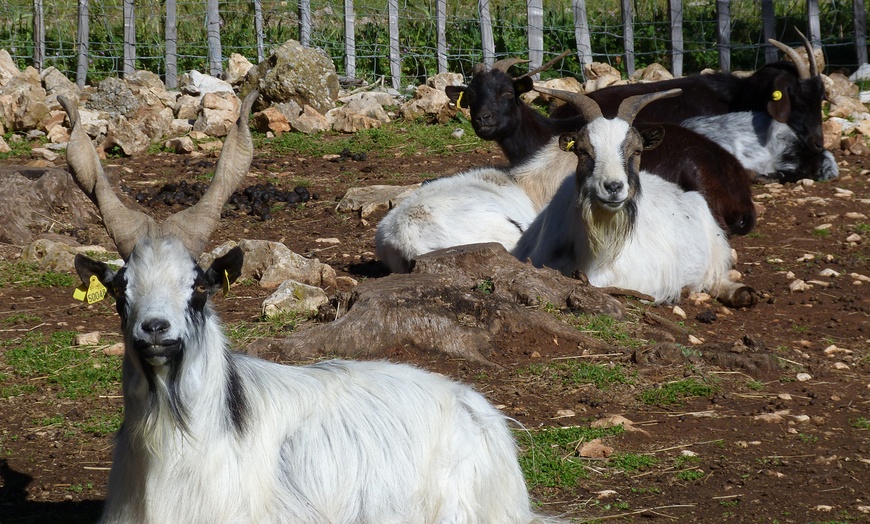 Image 12: Entrées au Parc Animalier Ginasservis Zoo