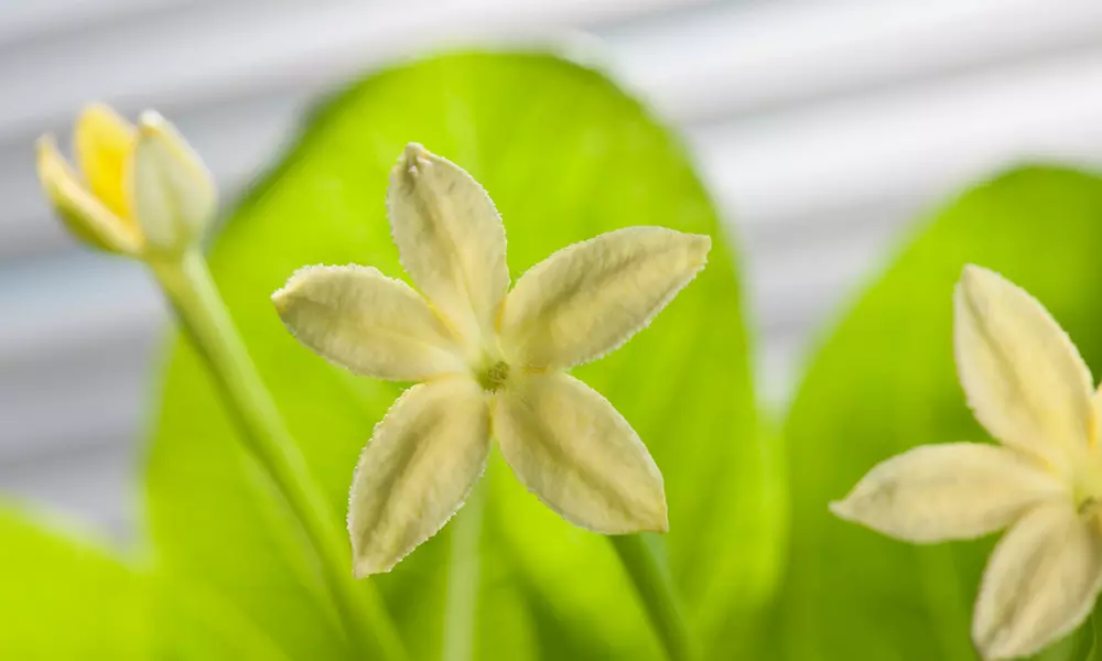 1 ou 2 plants de palmier hawaïen Brighamia Insignis 30-40 cm, livrés en pot - Second Medium