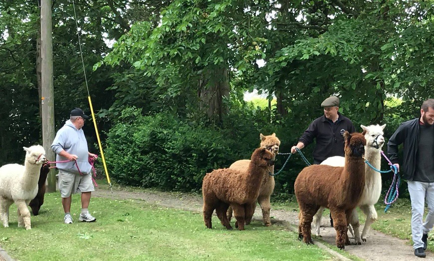 Image 2: Two-Hour Alpaca Trek for Two