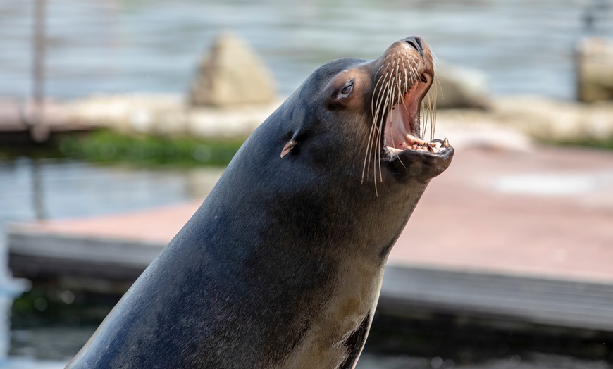 Image 5: Entreeticket Dolfinarium 