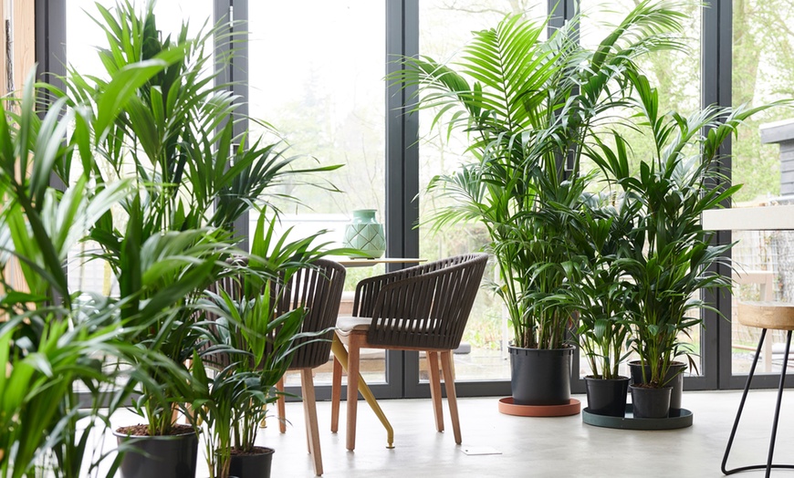 Image 1: 1 ou 2 palmiers Kentia d'intérieur