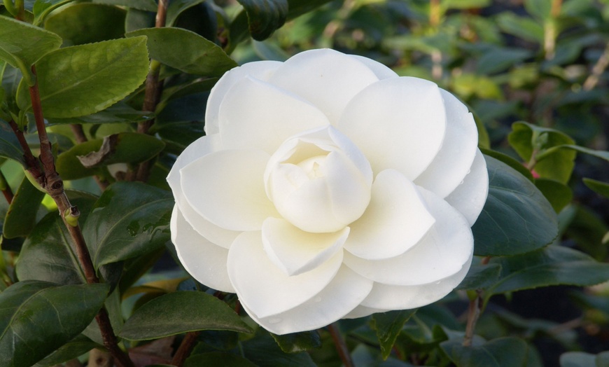 Image 6: Camellia japonica