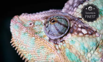 $7 for a Reptile-Zoo Visit at Reptilia (Up to $15 Value) - Primary Image