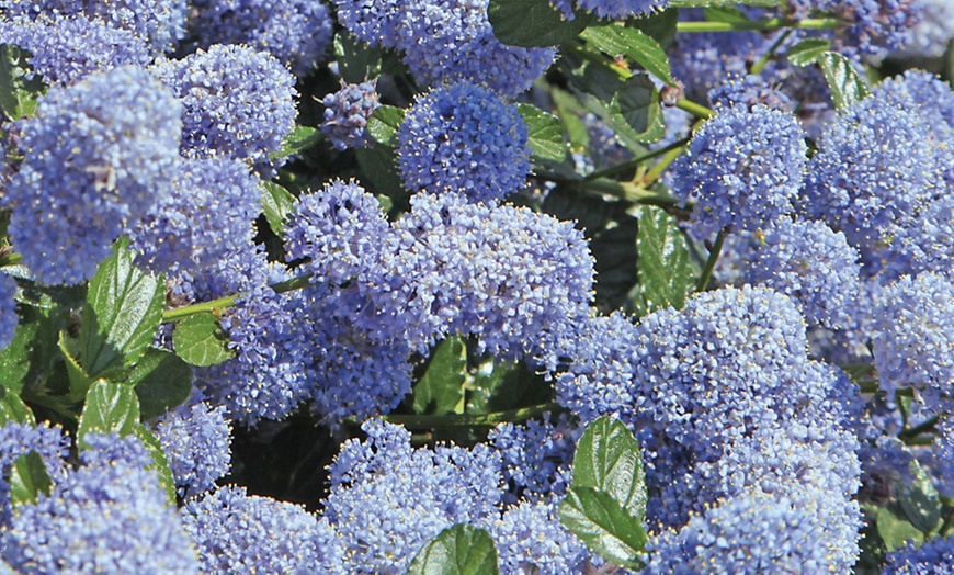 Image 2: Potted Californian Lilac Tree