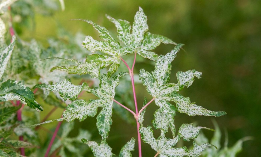 Image 8: Acer Palmatum 'Ukigumo' Potted Plant