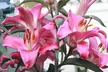 Giant Tree Lily Collection Bulbs - 9 or 18 Bulbs - Second Medium