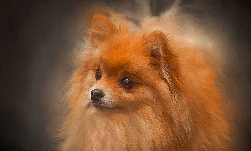 Image 5: Up to 69% Off on  at Tellier Photography Designs