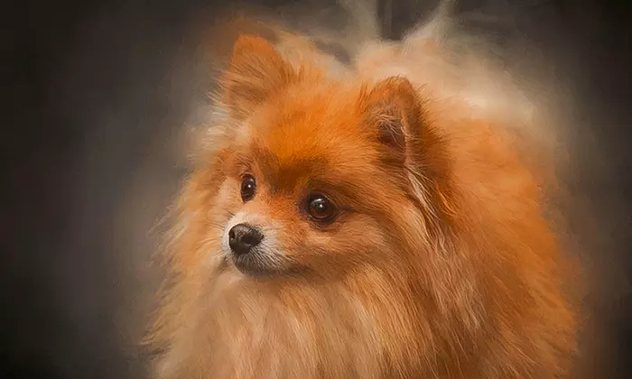 Up to 66% Off on  at Tellier Photography Designs