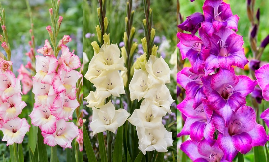 Image 1: 24 or 48 Gladioli 'Gladdies Trio' Bulbs