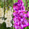 Image 1: 24 or 48 Gladioli 'Gladdies Trio' Bulbs