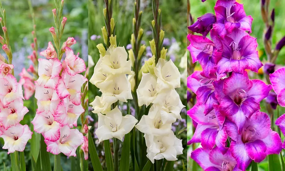 24 or 48 Gladioli 'Gladdies Trio' Bulbs - Primary Image