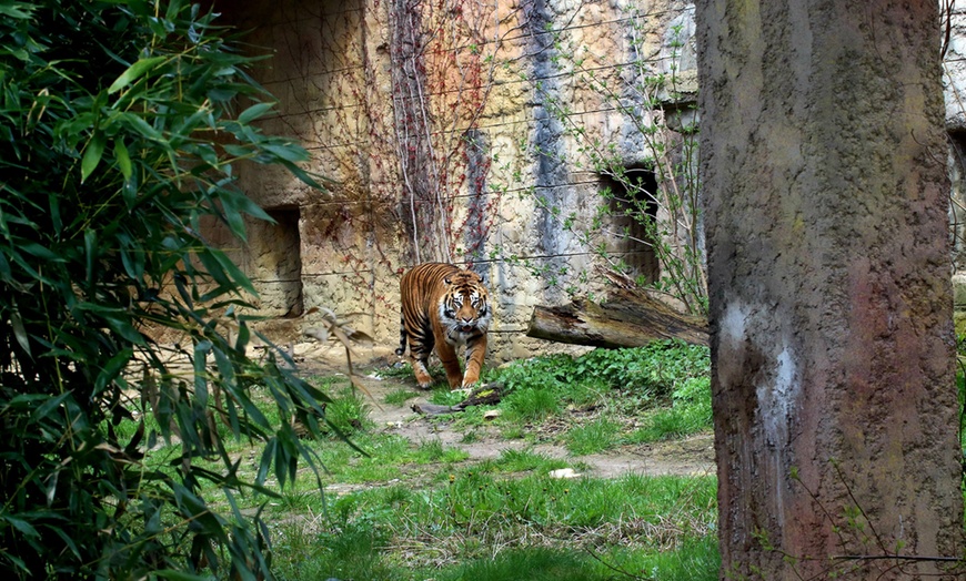 Image 11: Zoo Osnabrück: Tageseintritt für 1-2 Pers. o. XXL Familien-Jahreskarte