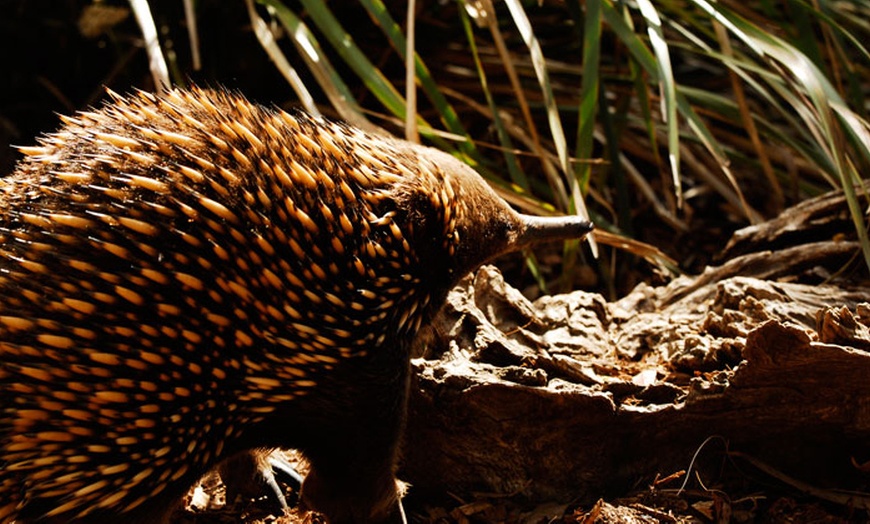 Image 11: Ballarat Wildlife Park Pass