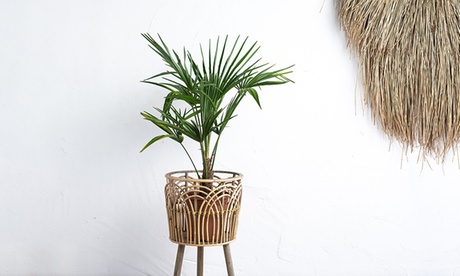 Set di 2 piante Fortunei medium o XL