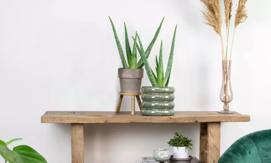 Image 3: Duo van 2 Aloe Vera planten