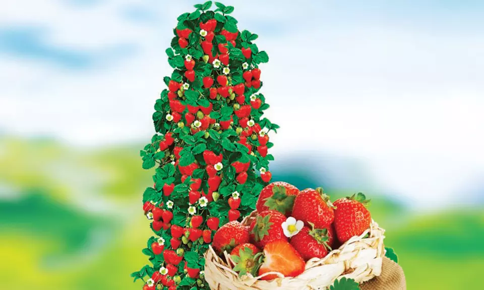 Lot de 10 ou 20 fraisiers grimpants d'Europa Green