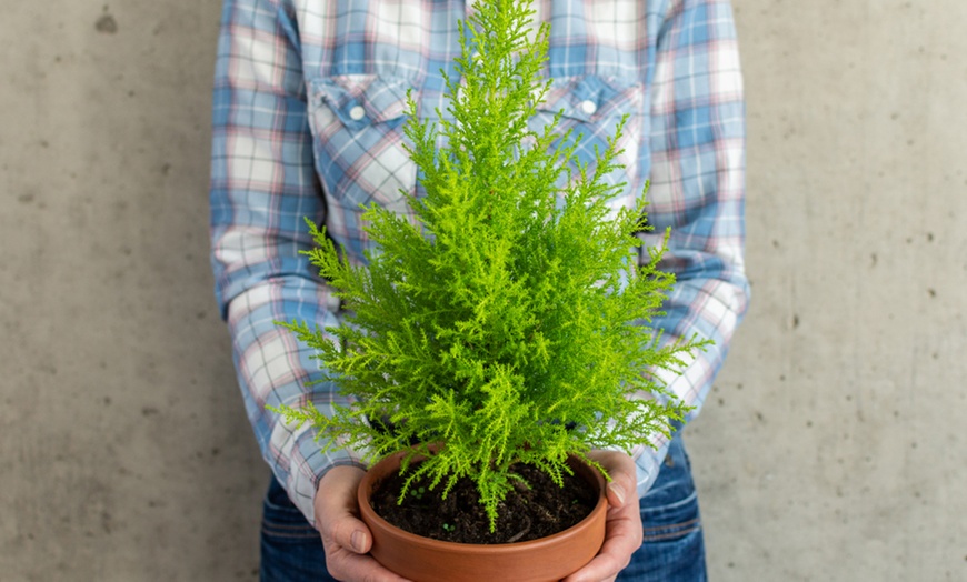 Image 2: Golden Scented Cypress
