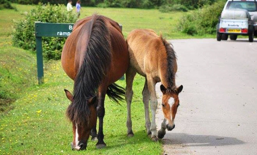 Image 6: New Forest, Hampshire Camping Break