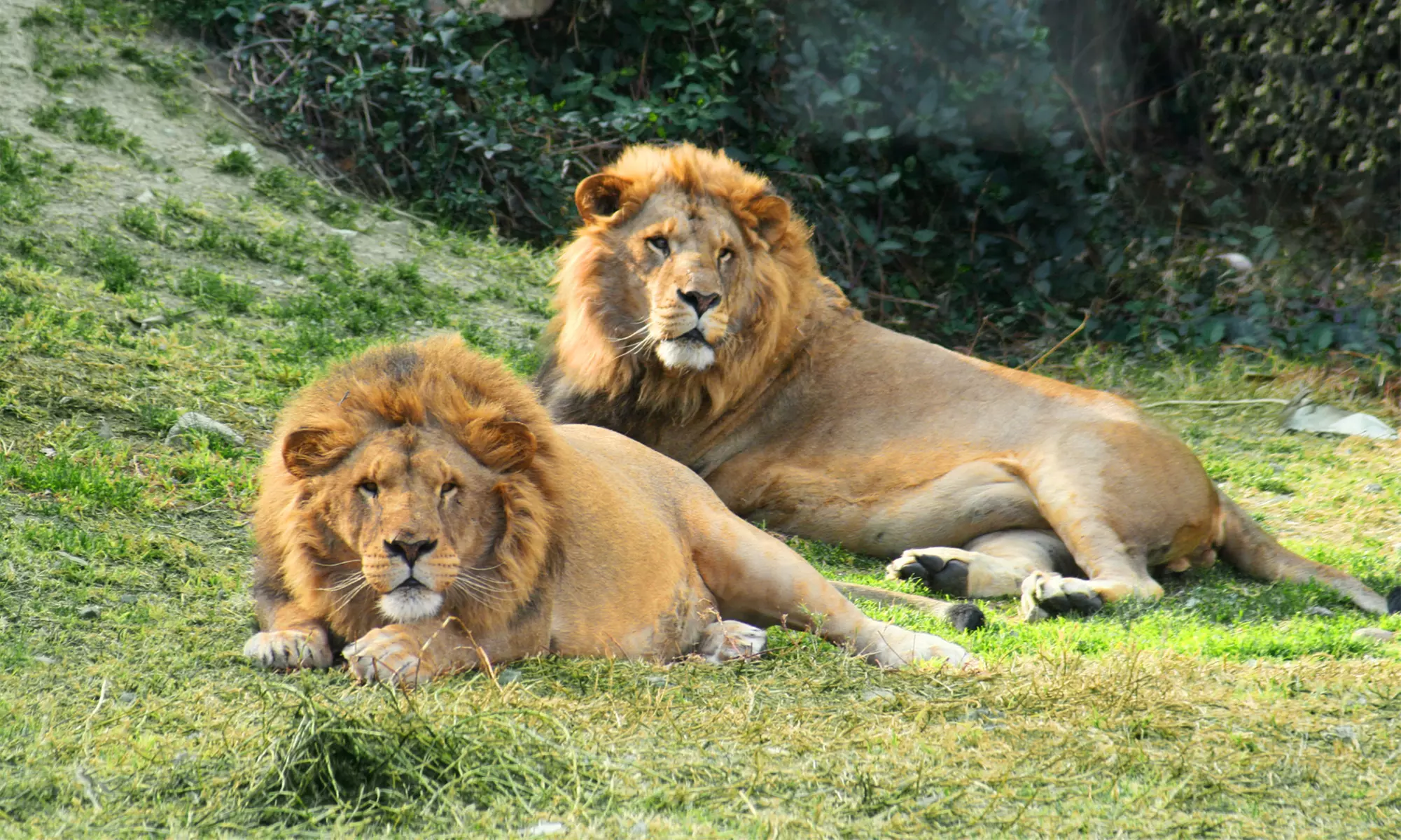 Entrada de día a elegir a Selwo Marina, Aventura y/o teleférico
