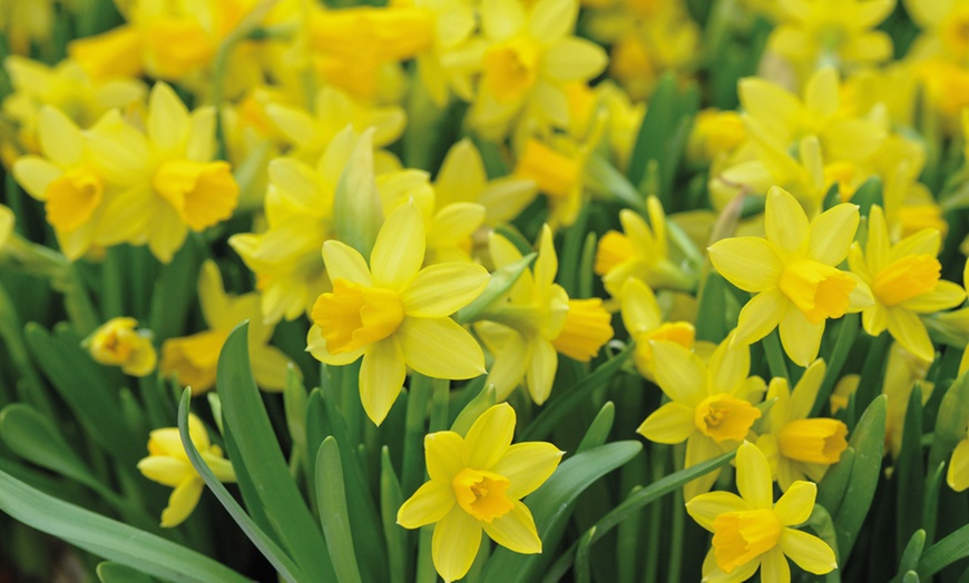 Image 6: 25, 50 or 100 Narcissus Daffodil Tete-a-Tete Hardy Bulbs