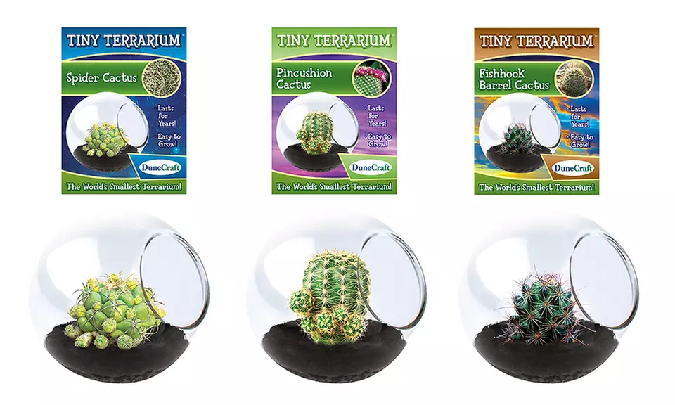 Tiny Terrariums- Assorted Cacti 3-Pack  - Primary Image