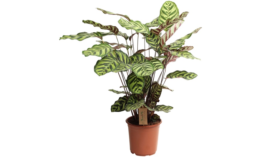 Image 7: Plante "Calathea"