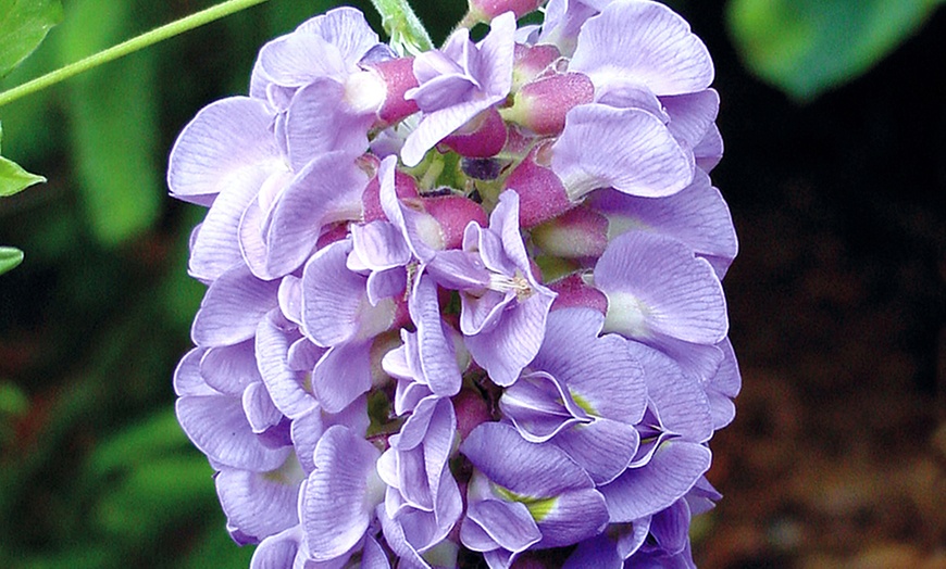 Image 1: YouGarden Wisteria Amethyst Falls