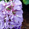 Image 1: YouGarden Wisteria Amethyst Falls