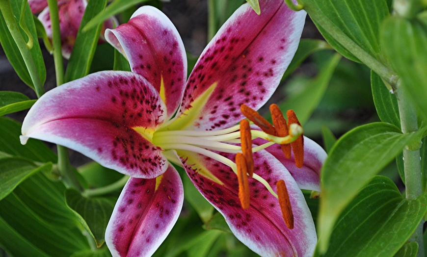 Dwarf Oriental Lily Bulbs | Groupon Goods