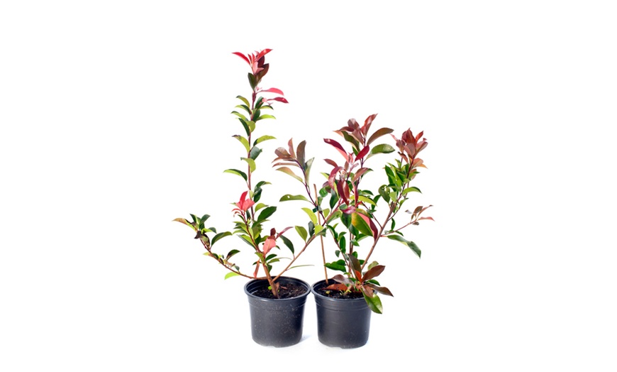 Image 5: Up to Three Dwarf Forsythia 'Mikador Plants' 9cm with Optional Planter