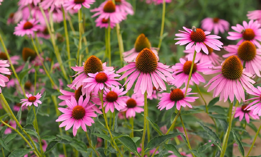 Image 4: Lucky Dip Cottage Garden Perennial Plants - up to 36 Potted Plants