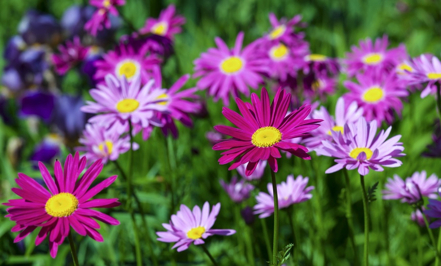 The Dirty Gardener Daisy Seeds | Groupon Goods