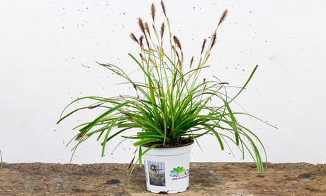 Set di 3 o 6 piante ornamentali Carex Everdi