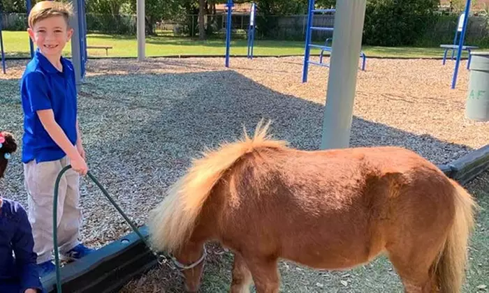 Pony Party (Includes up to 10 riders + 15 guests) at In The Breeze Ranch (29% Off) - Second Medium
