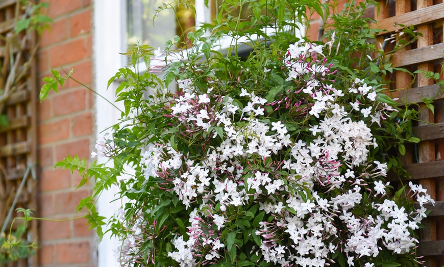 Image 2: One or Two Jasminum Polyanthum 'Starry Starry Summer Night' Climbers