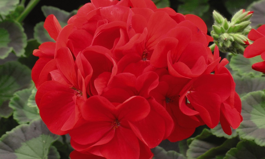 Image 7: Geranium 'Best Red' F1 Hybrid