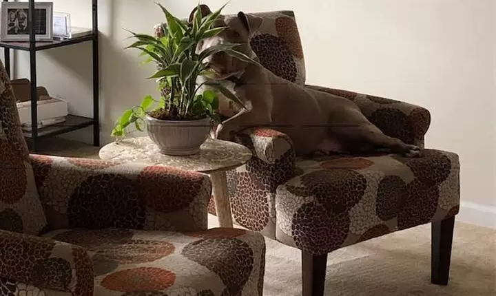 Carpet Cleaning From BFC Carpet Cleaning (Up to 30% Off) - Primary Image