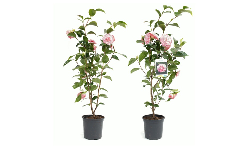 Image 4: 1 ou 2 arbustes de camélia du Japon XL de Gardenzo