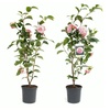 Image 4: 1 ou 2 arbustes de camélia du Japon XL de Gardenzo