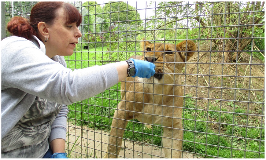 Image 3: Meet and Feed Big Cat for Two