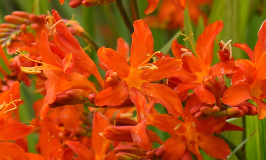 Image 9: 5 or 10 Crocosmia Spitfire Bulbs