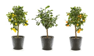 One, Two or Three Citrus Trees Collection Lemon, Lime or Orange Plants