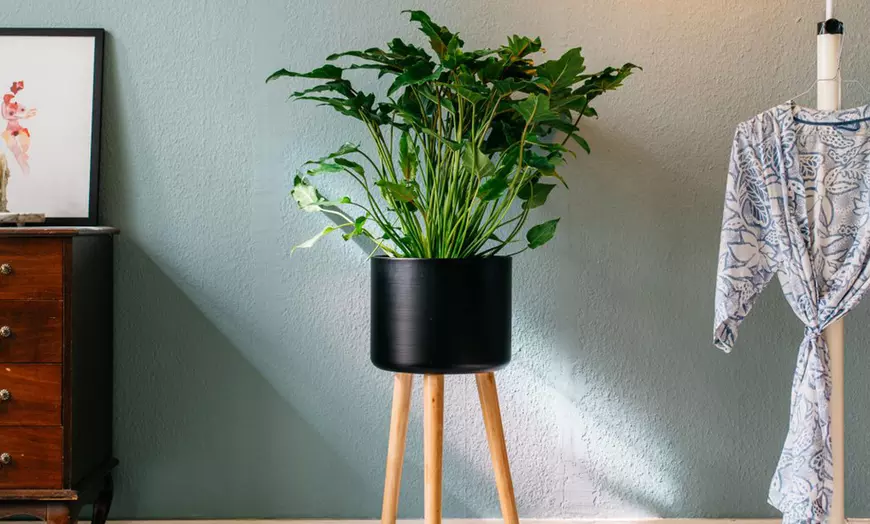 Image 2: Philodendron Xanadu Large kamerplant