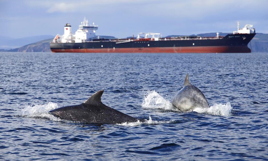 Image 3: Dolphin-Watching Cruise