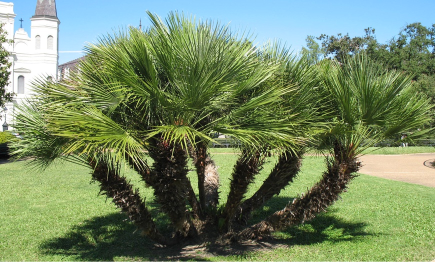 Image 1: Pair of Vulcano Palm Trees 3L