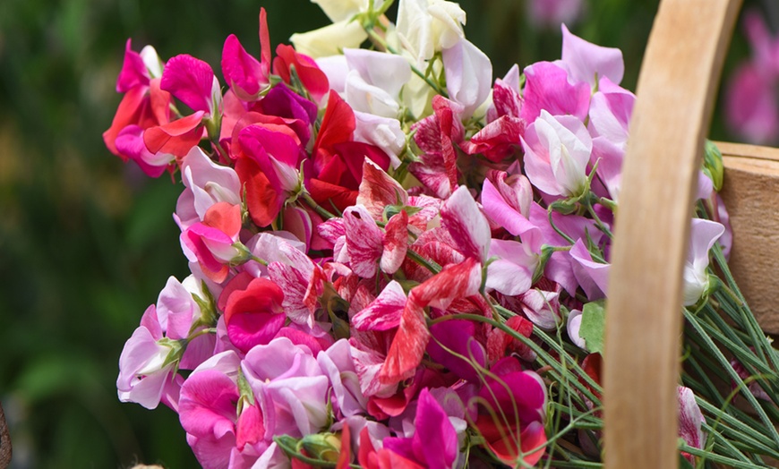 Image 2: Sweet Pea Plugs