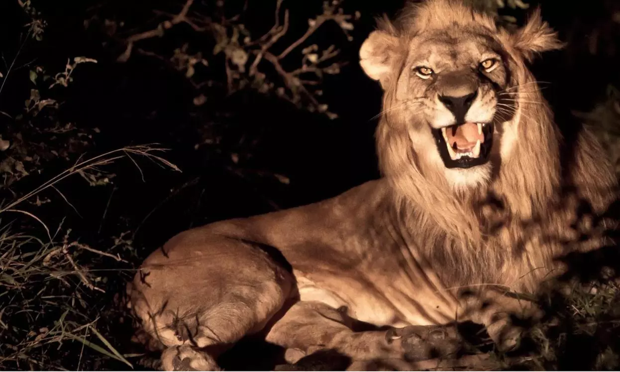 South Africa: Up to 7-Night Experience